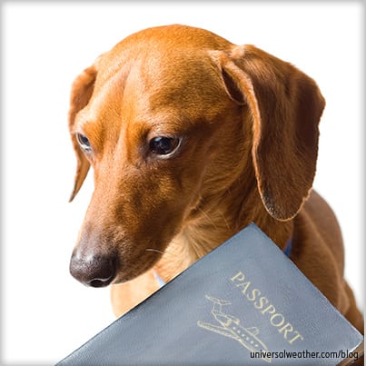 Practical Considerations When the Fur Flies: Flying with Pets in Business Aviation