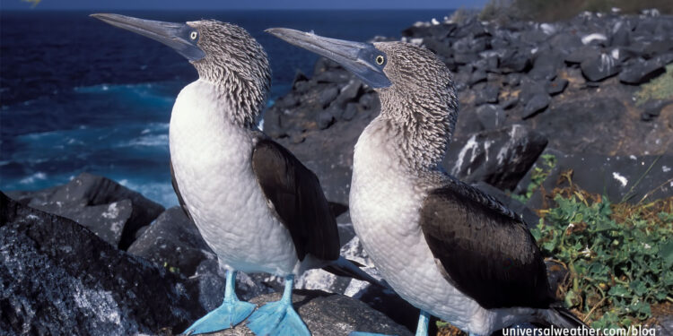 Business Aircraft Operations to the Galapagos Islands – Part 2: Operating Considerations