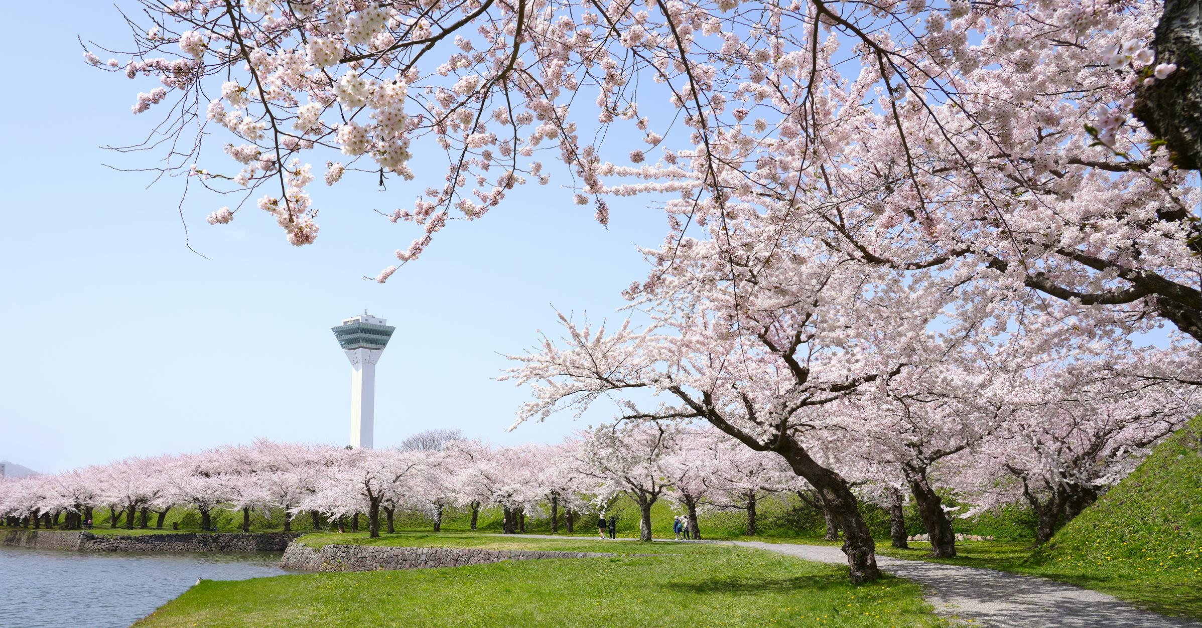 Japan Cherry Blossom Season 2026 – Business Aviation Guide